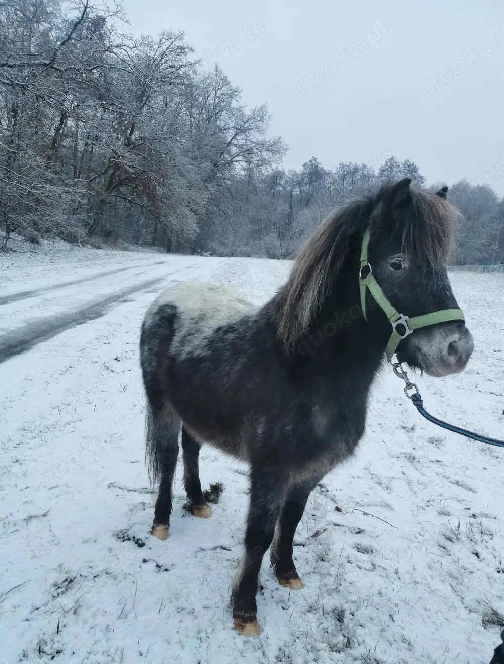 Hübscher Tigerschecke abzugeben