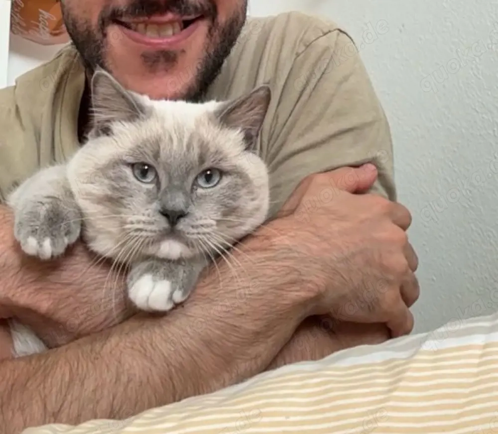    Ragdoll   Deckkater in Kiel