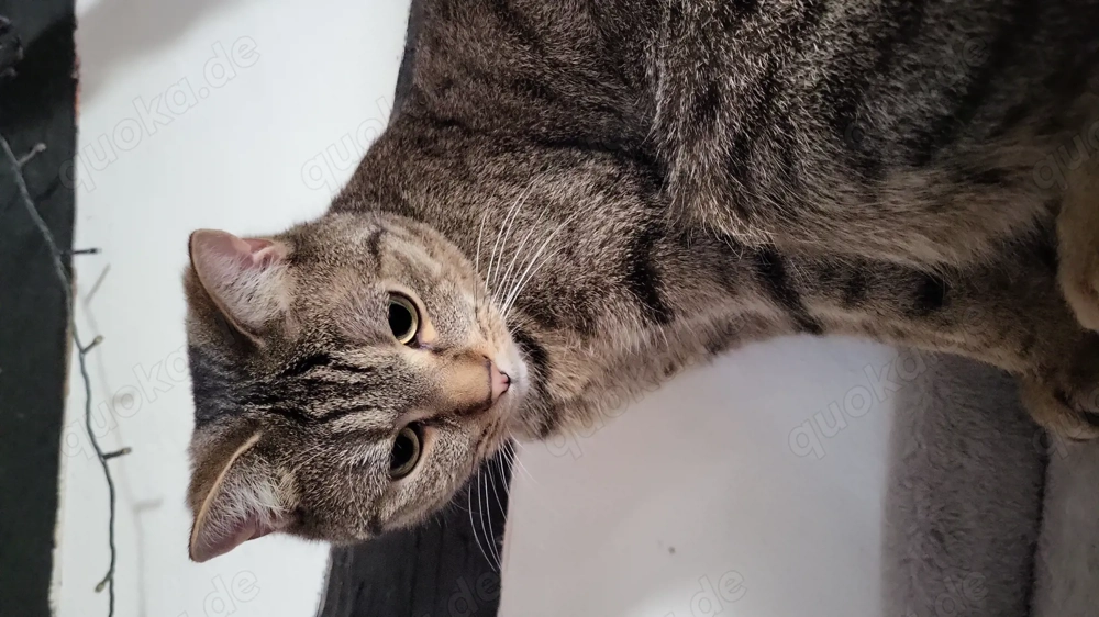 Ekh Kater getiegert, 1 Jahr alt