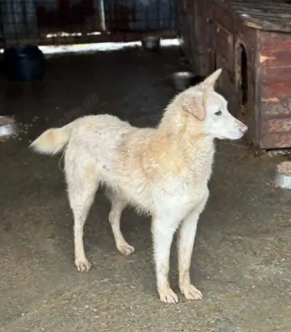 Hundemädchen Claire sucht einfühlsames Zuhause