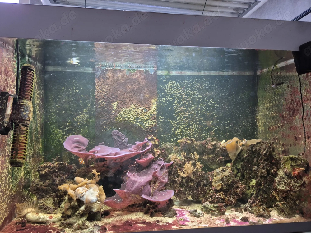 Verkaufe Meerwasseraquarium 