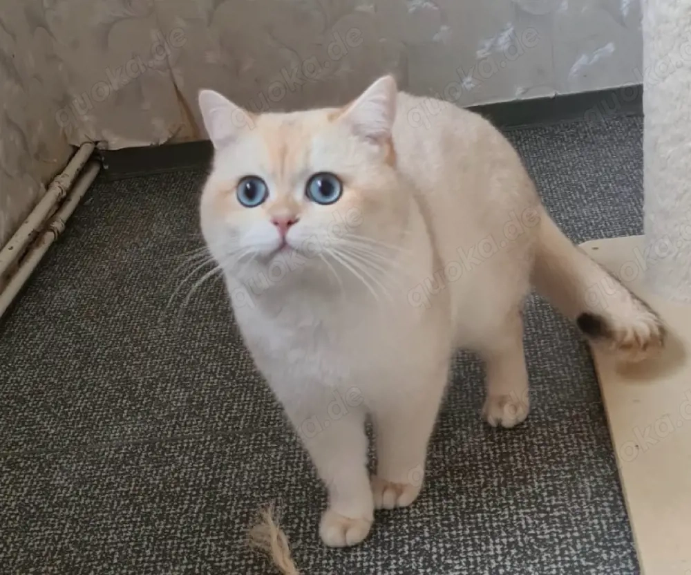 BKH kater in point mit stammbaum 