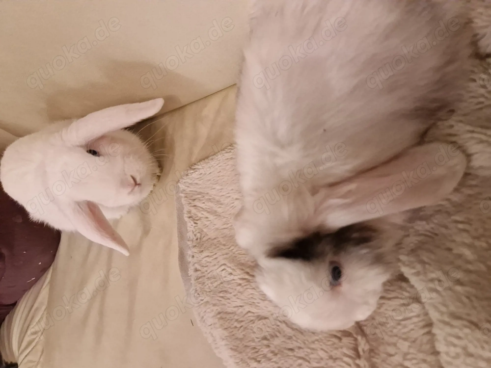 Kleinwidder Weibchen 