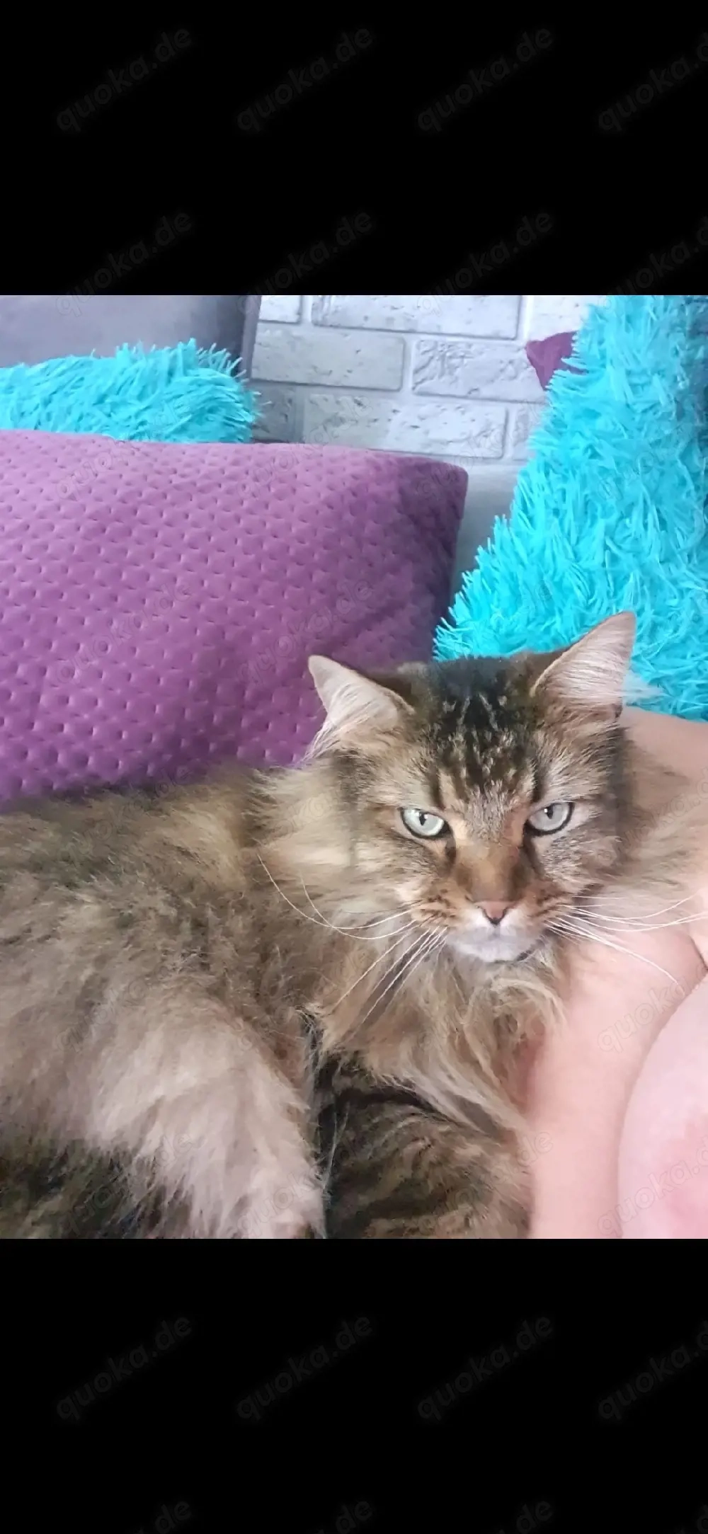 2 männliche Maine Coon Katze