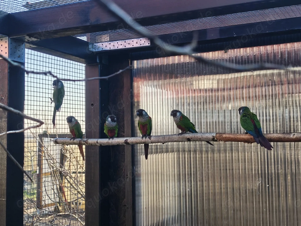 Salvadori Weißohrsittiche