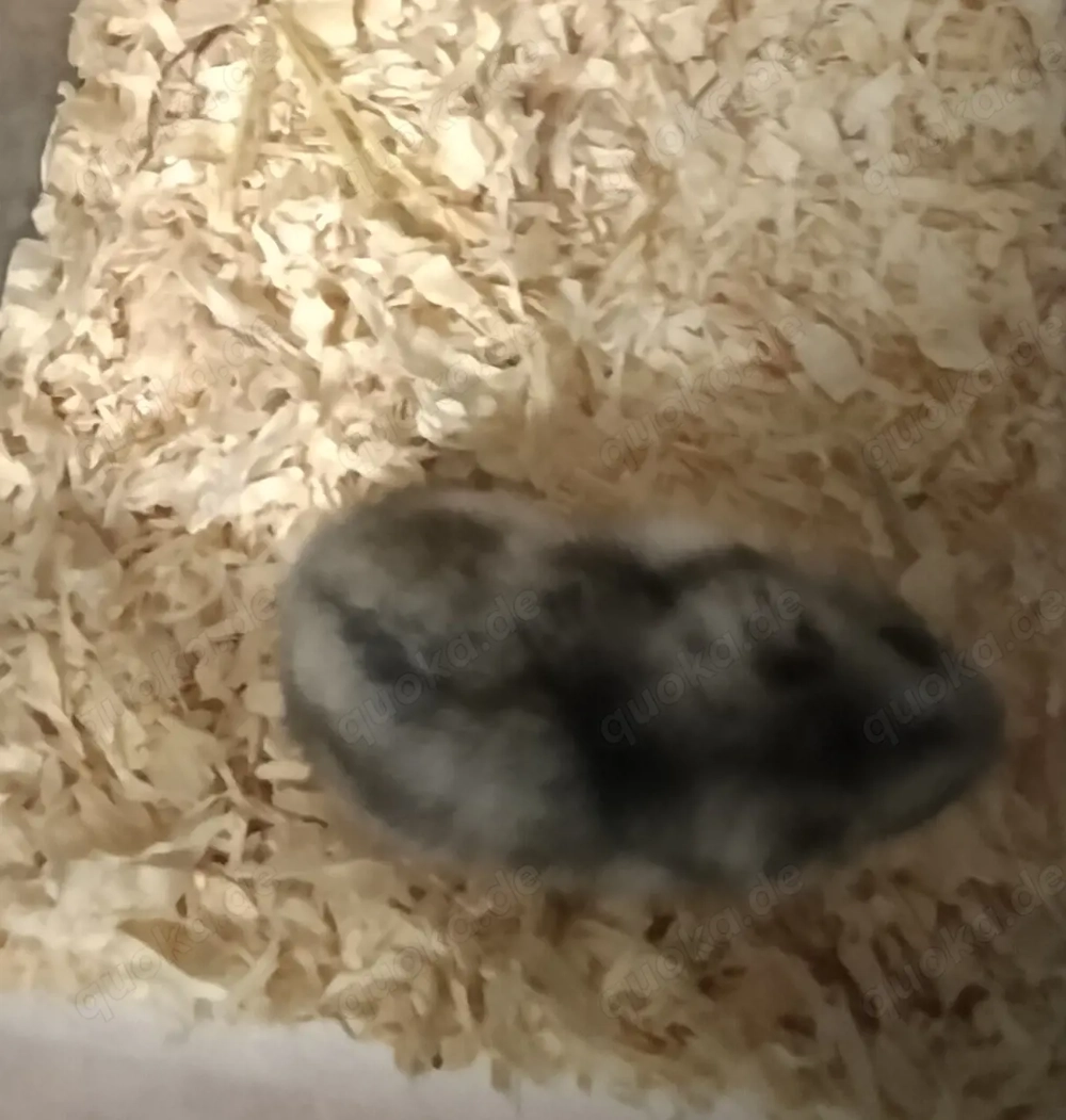 Zwerghamster abzugeben