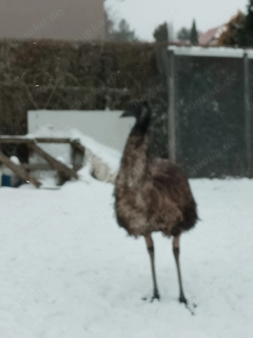 Zuchtpaar Emus blutsfremd DNA bestimmt 