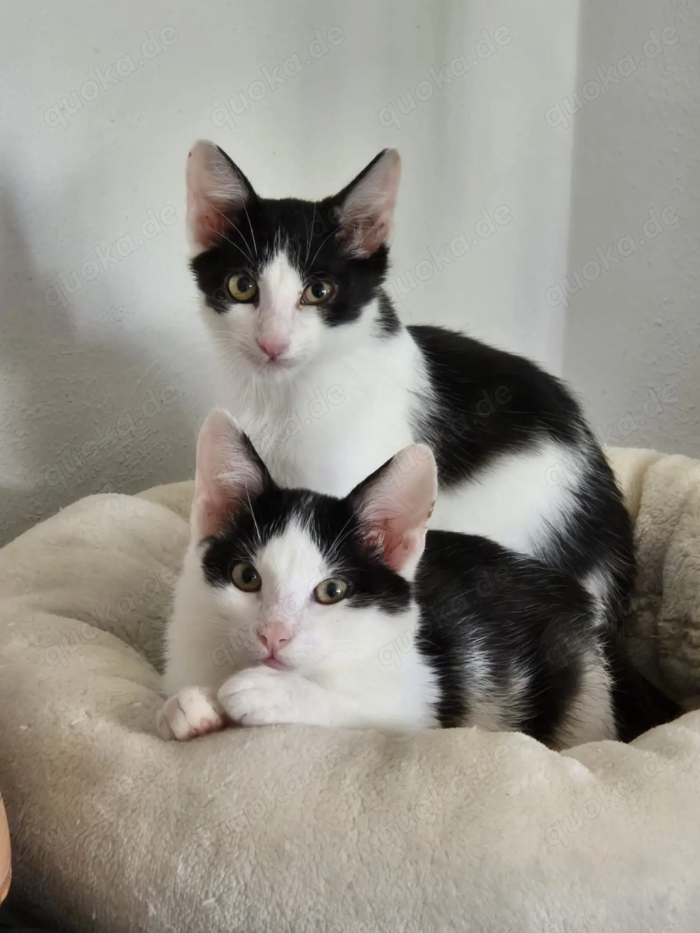 Binx & Zeus - Verspieltes Katzenpärchen sucht spannendes Zuhause