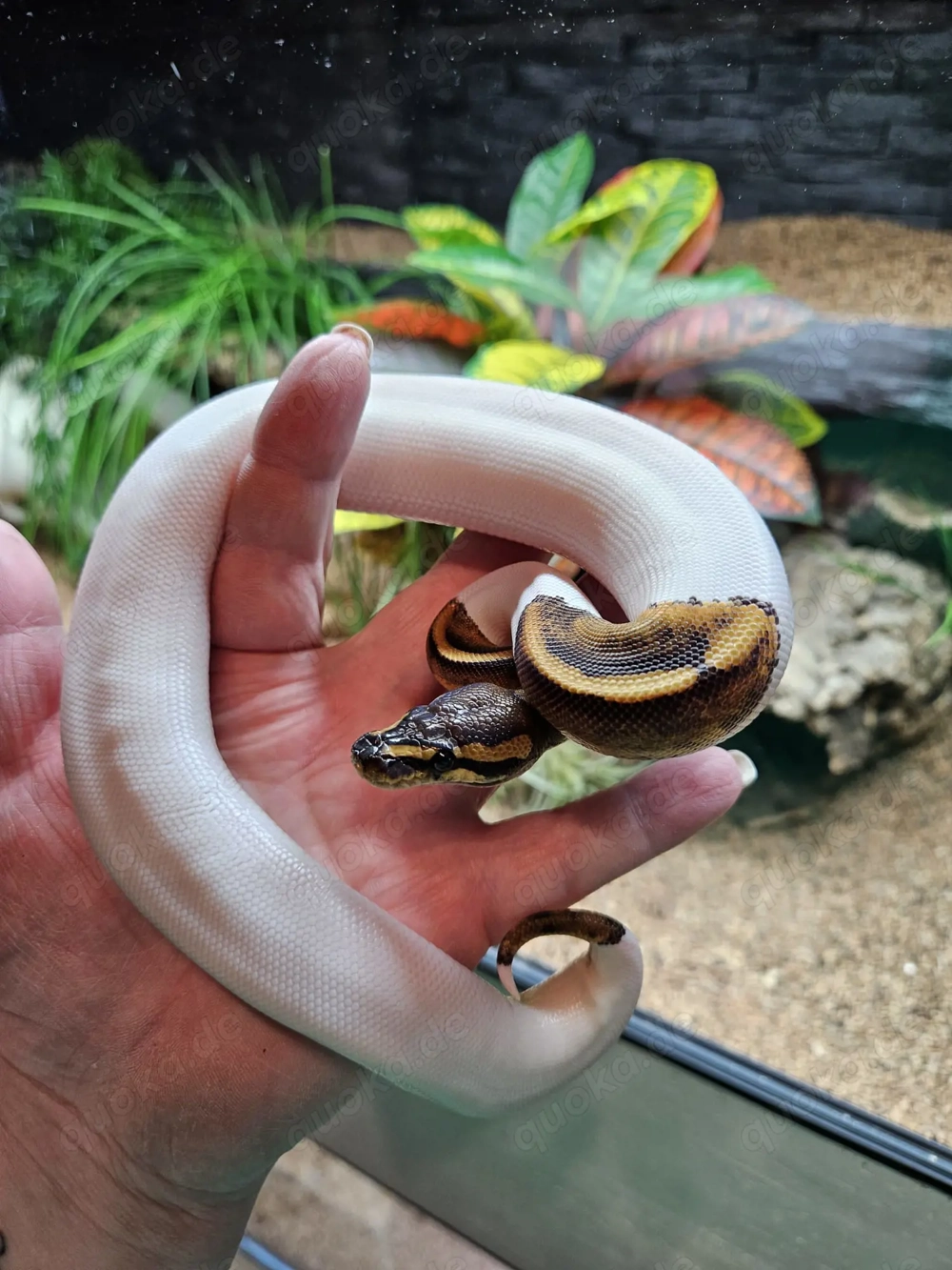 0.1 Chocolate Piebald NZ 2025