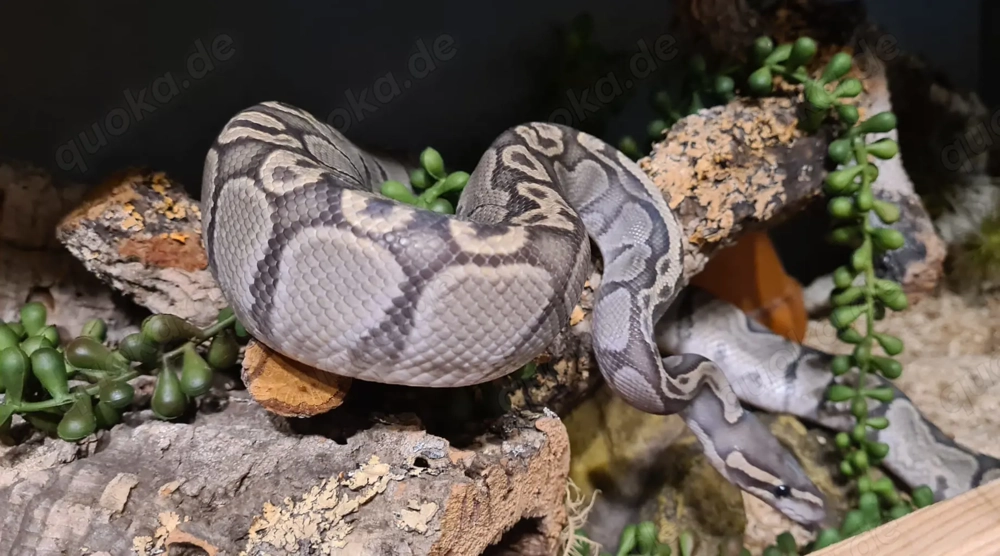 1.0 GHI Hypo Nachzucht 2021