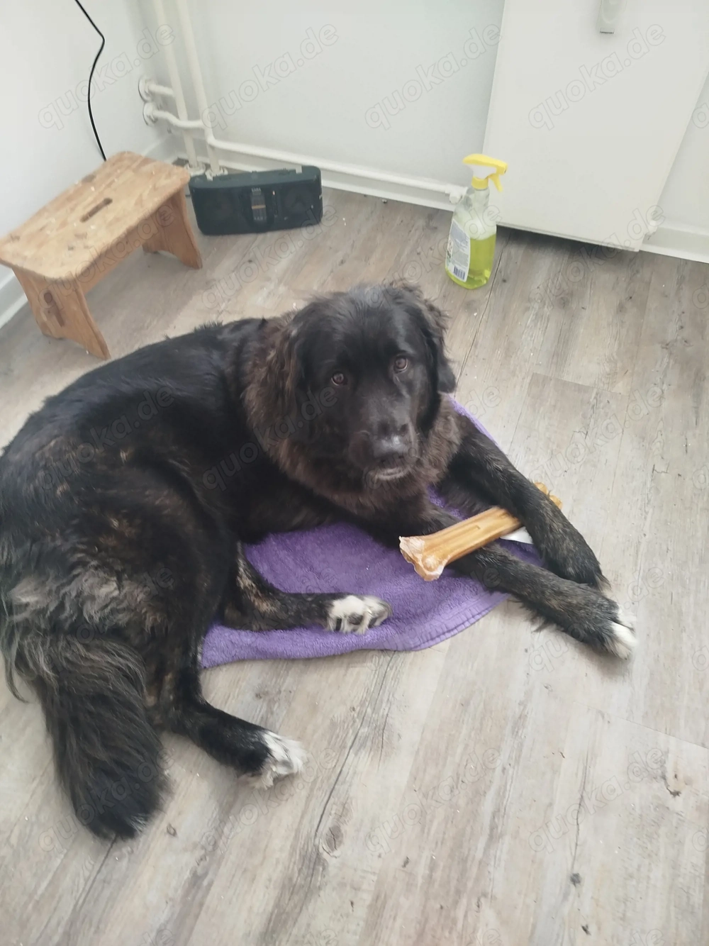 Leonberger Hündin ca. 1 Jahr 