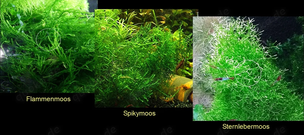 Flammenmoos, Spikymoos, Sternlebermoos, Aquarienpflanzen