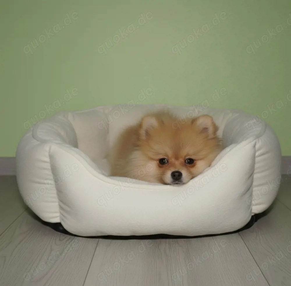 Pomeranian Welpe , Hündin