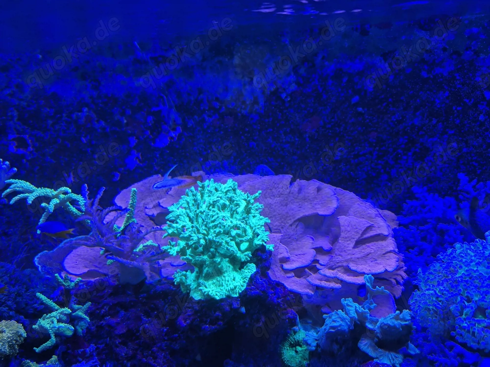 Montipora rot 