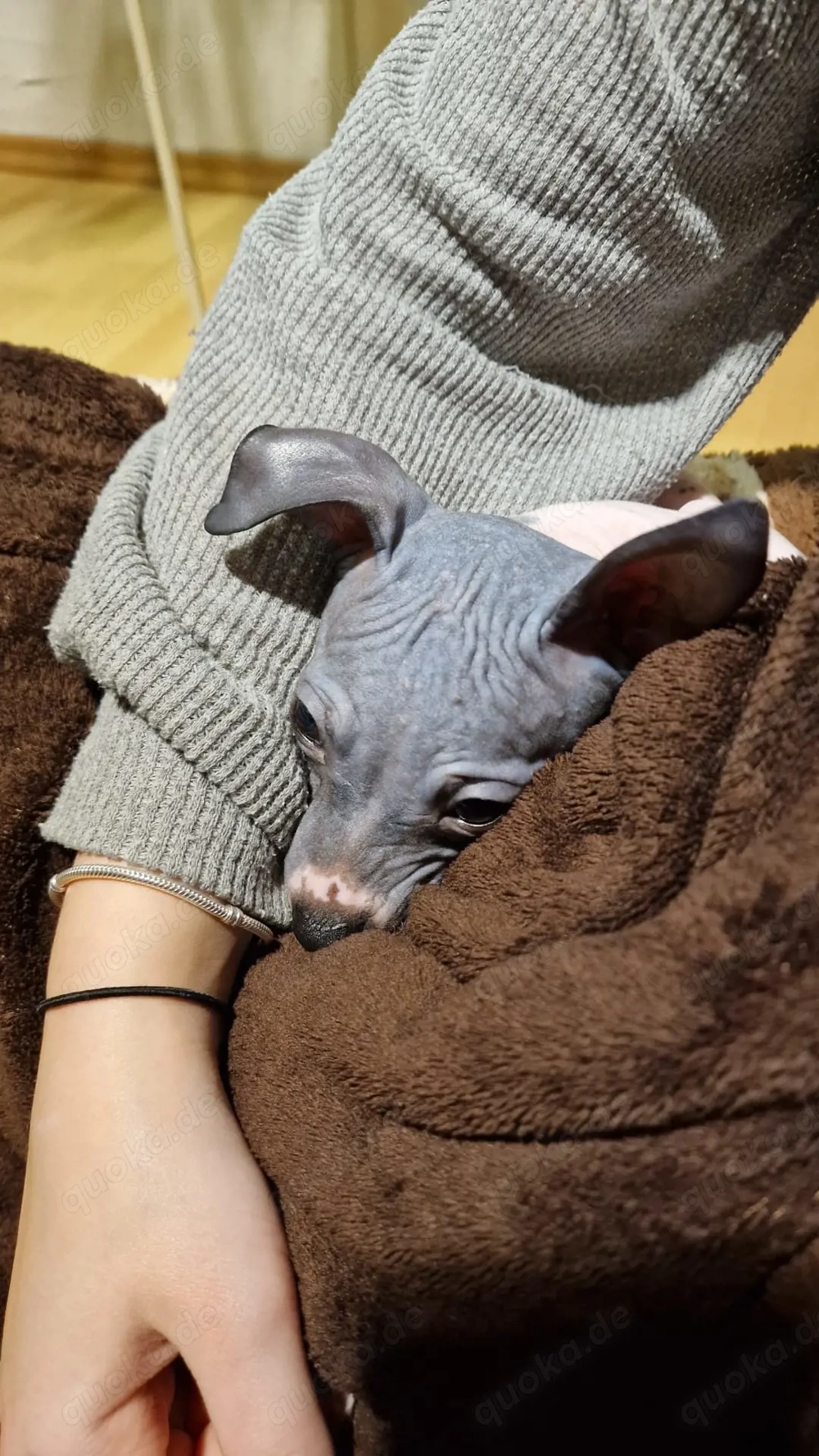 American hairless Terrier 