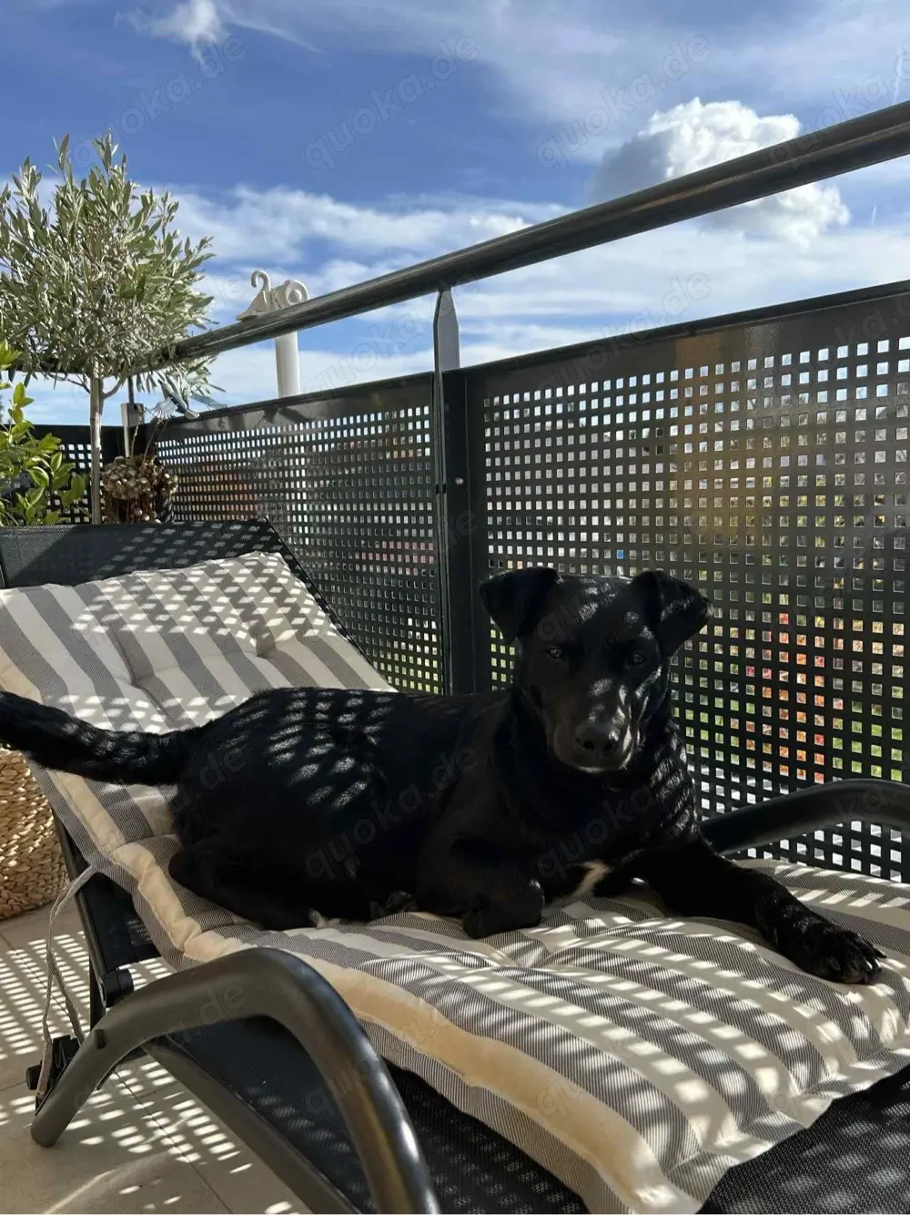 Der gechillte Chilli -einfach ein Traum......*noch in Kroatien*