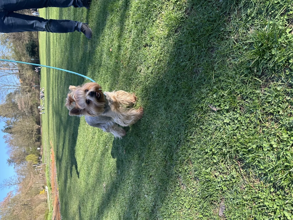 Yorkshire Terrier Dekrüde