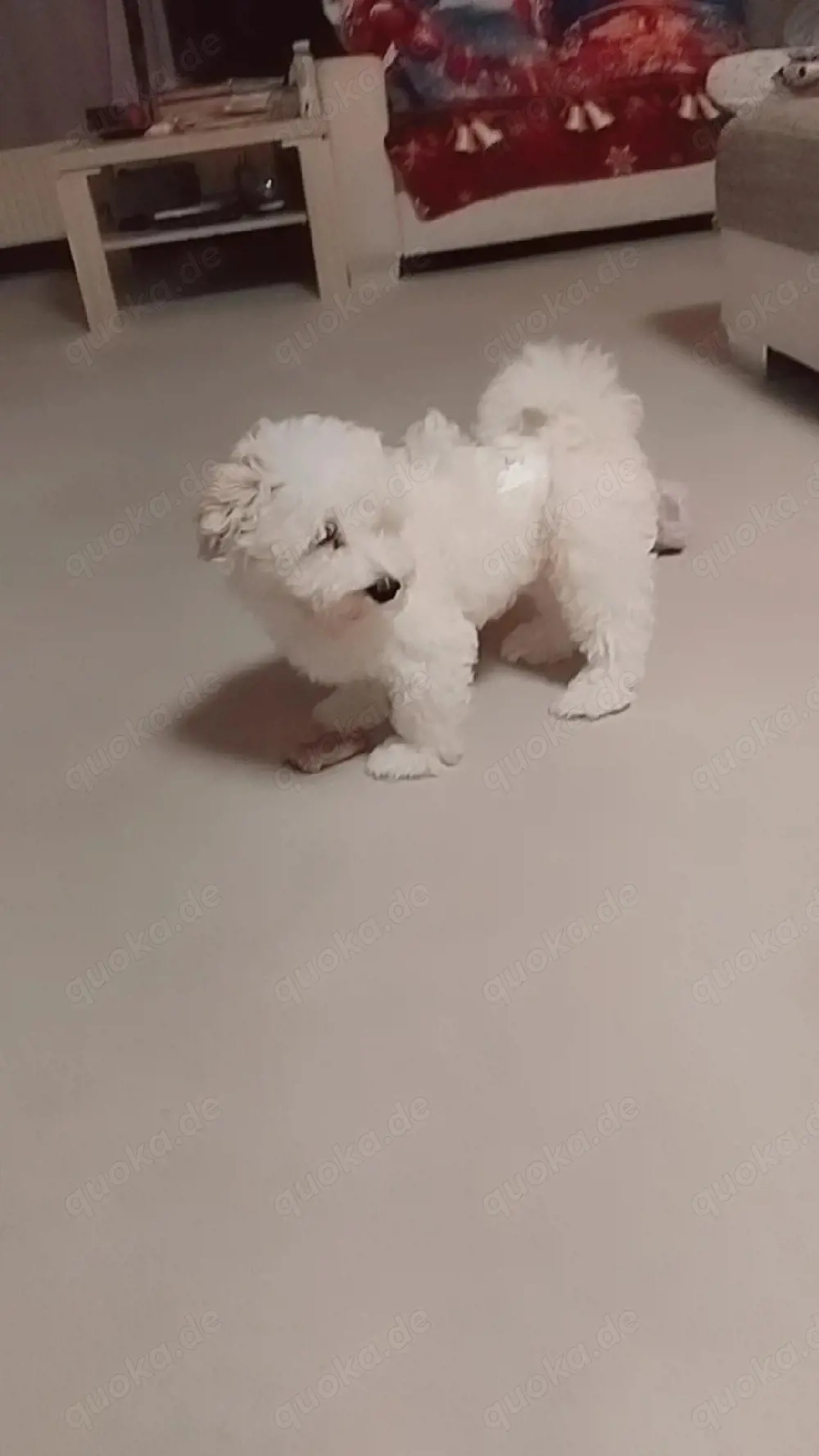 Maltipoo-Welpe such neues zu Hause