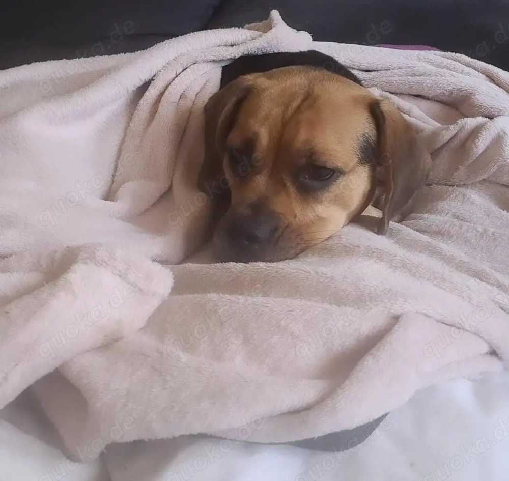 Junggebliebene Beagle-Mix-Hündin möchte raus aus der Stadt 