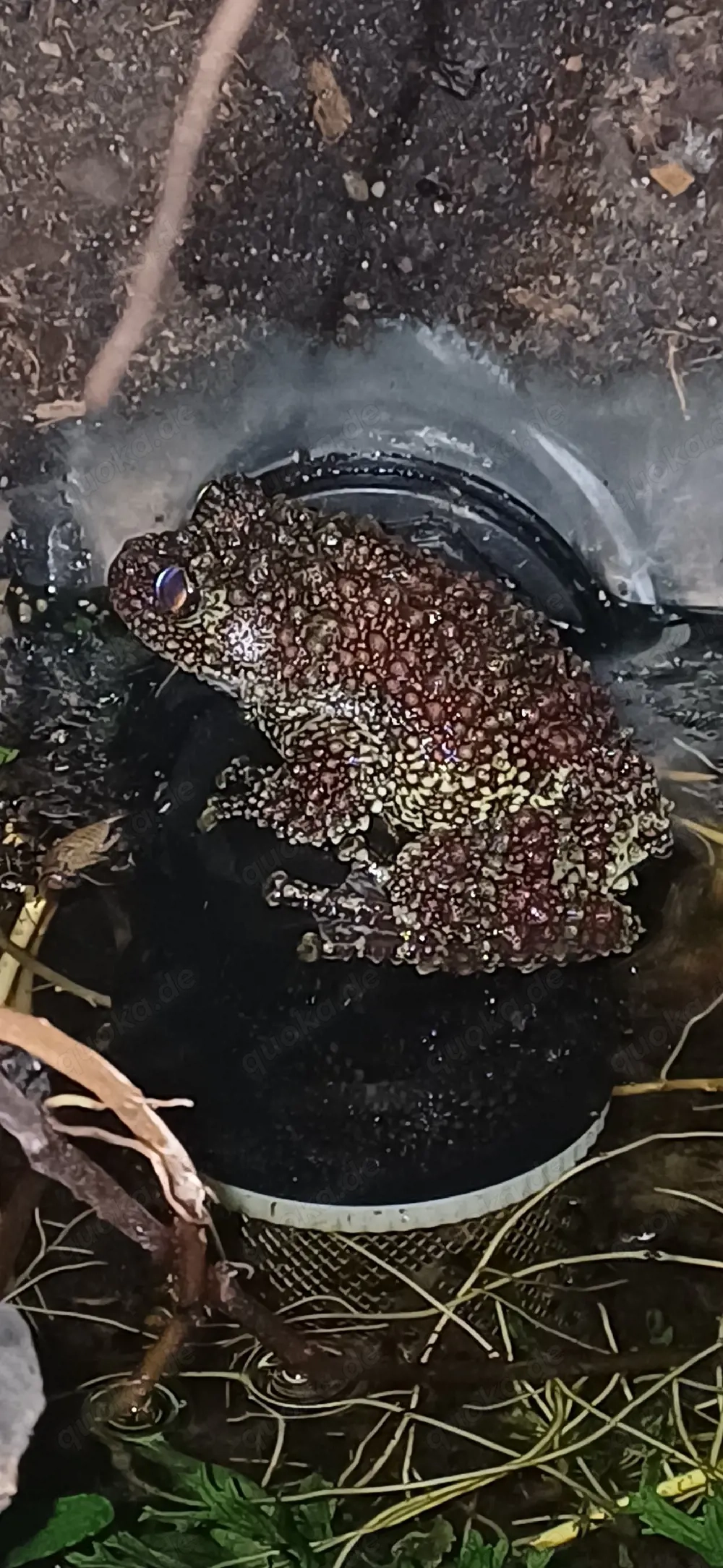 Theloderma corticale   vietnamesischer Moosfrosch (1.0)