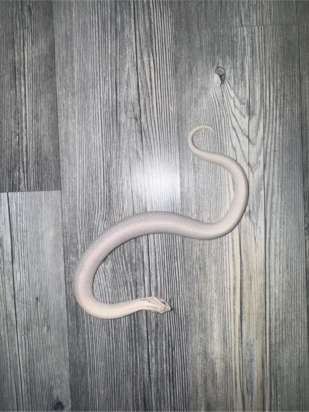 toxic superconda 0.1 