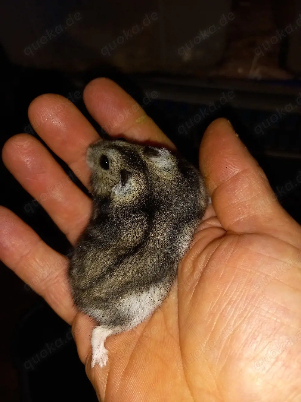 Hamster Zwerghamster 
