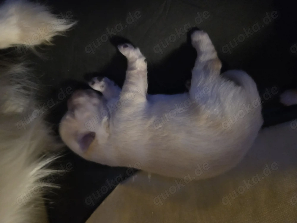 Pomeranian zwergpitze 