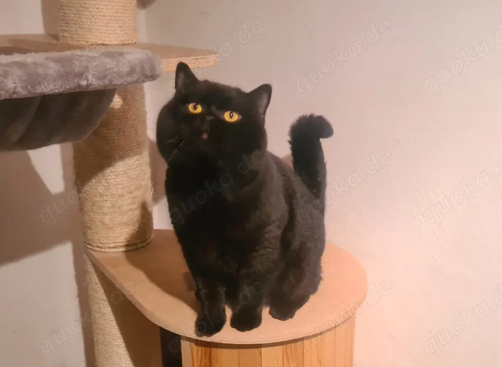 BKH Deckkater mit Stammbaum 