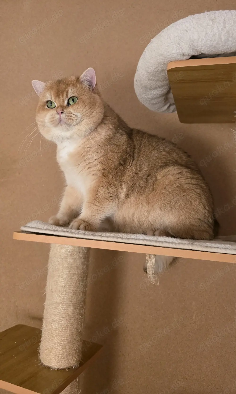 Reinrassige BKH Deckkater mit Stammbaum 