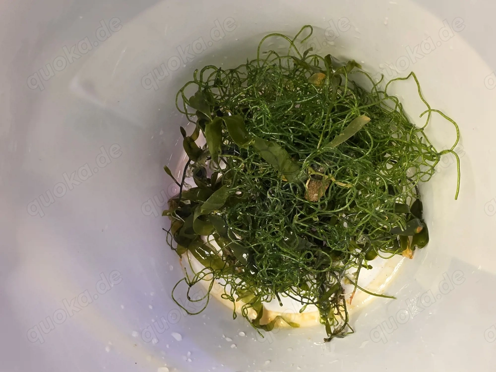 Caulerpa prolifera und Drahtalgen zu verschenken