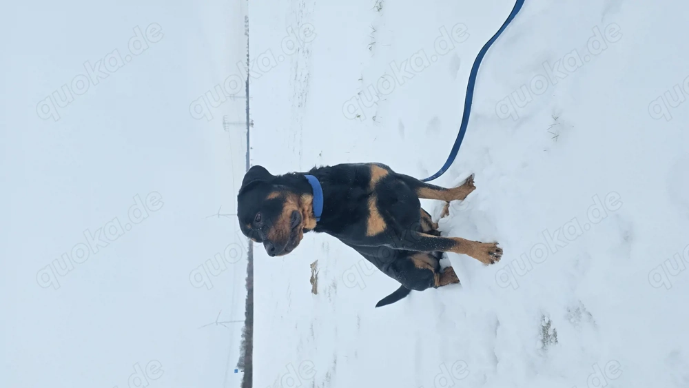 Rottweiler Rüde 2Jahre alt