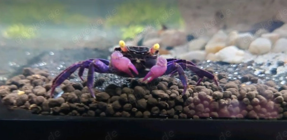 Geosesarma Dennerle Vampirkrabbe