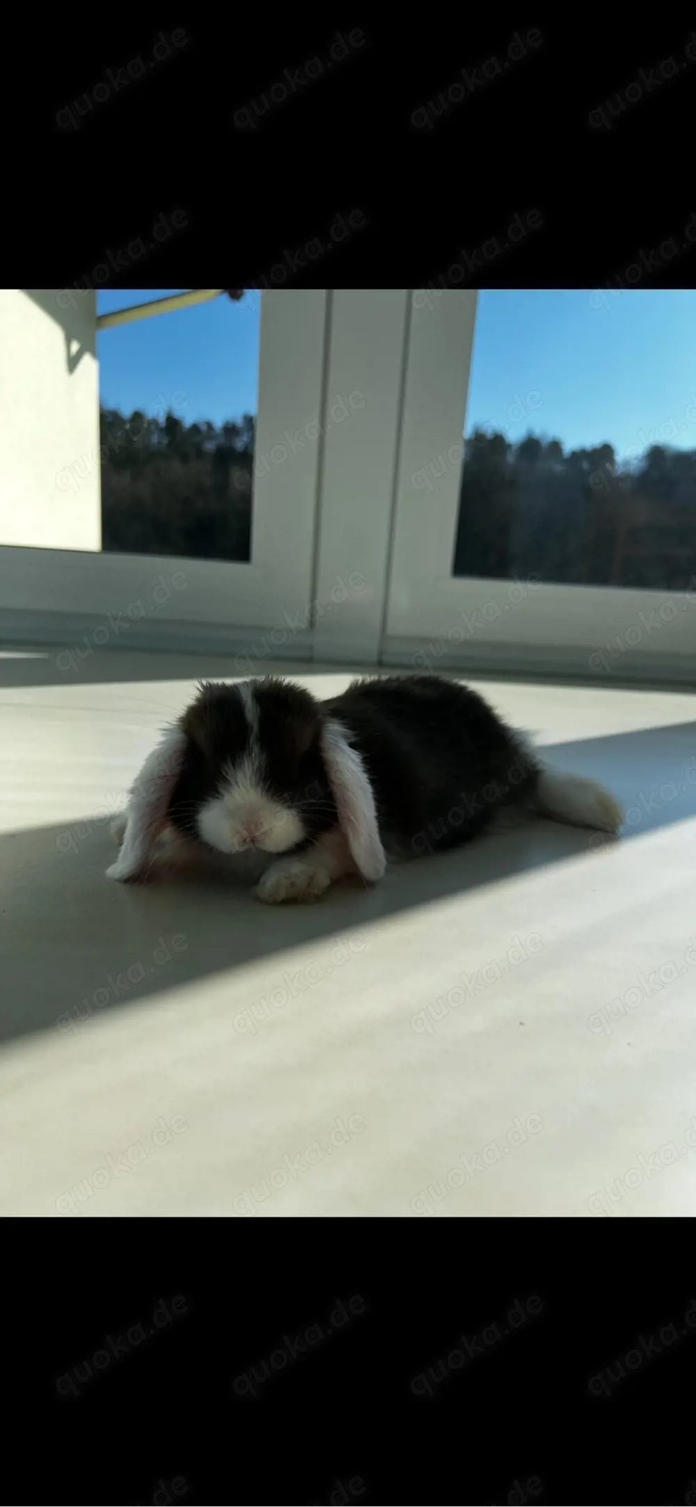 Havanna Zwergwidder Bock