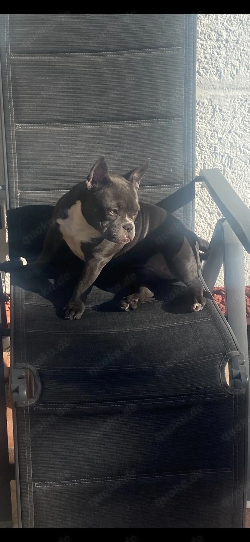 American Exotic Bully Hündin, 1 Jahr 8 Monate alt