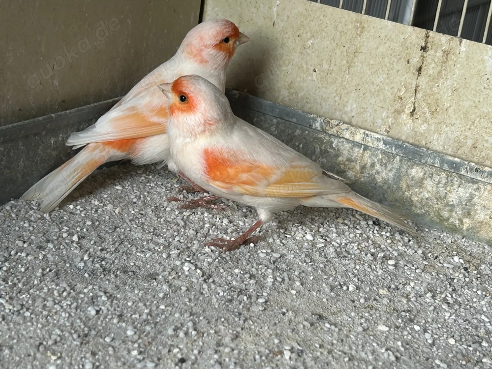 Kanarienvogel rot mosaik