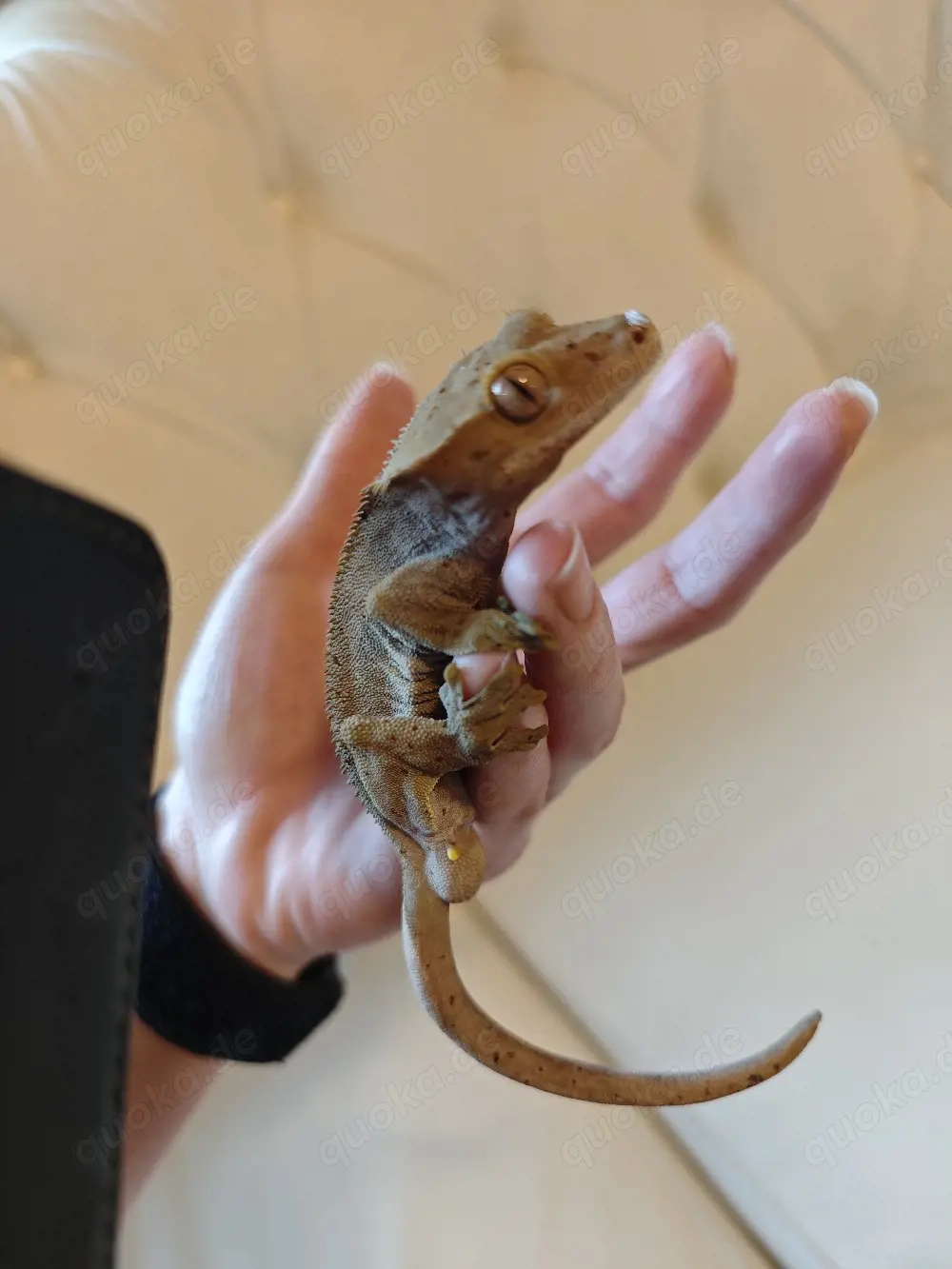 kronengecko Dalmatiner