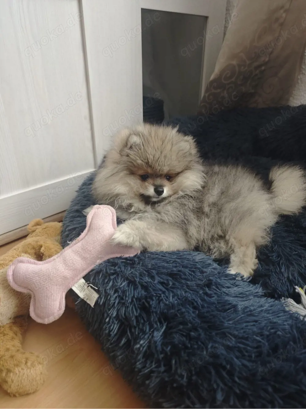 pommerian mini weibchen 