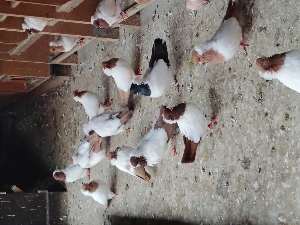 Englische Nonnen in Gelbe und Rot.