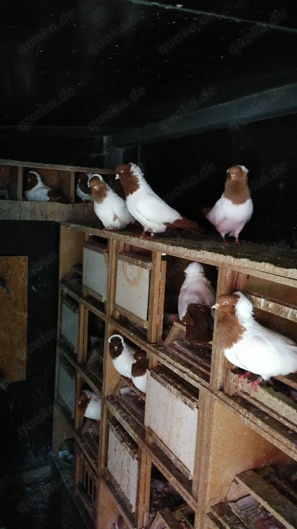 Englische Nonnen Gelbe und Rote.