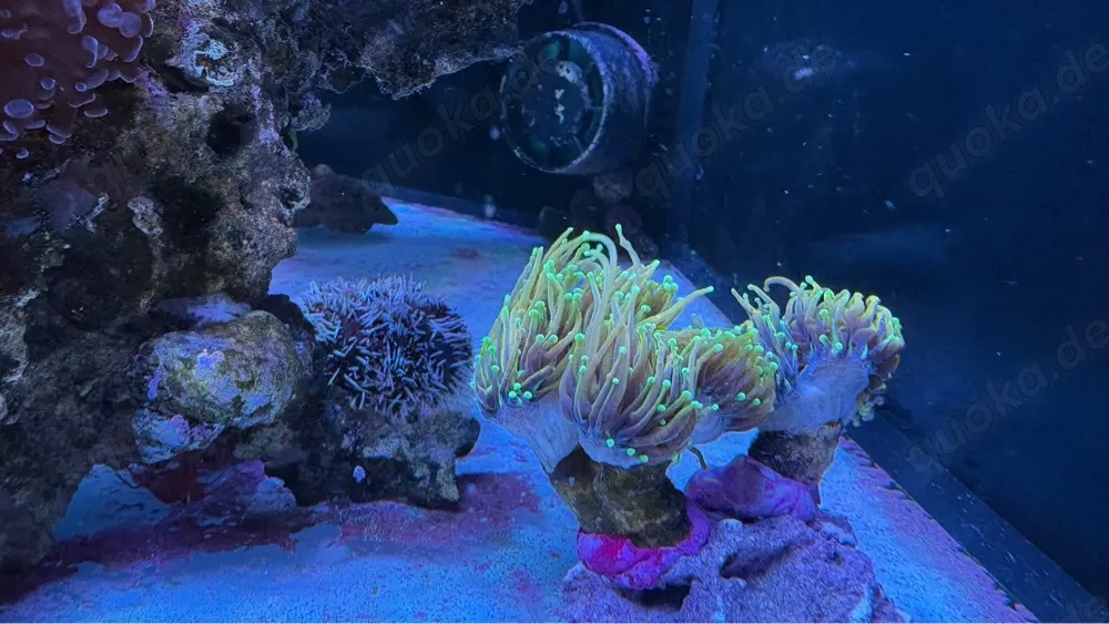 Euphylia Glabrescens Dragonsoul 
