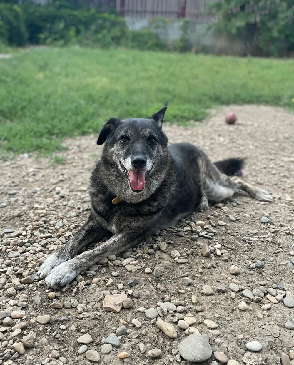 Wer gibt dem älteren Boris eine Chance auf ein Zuhause?