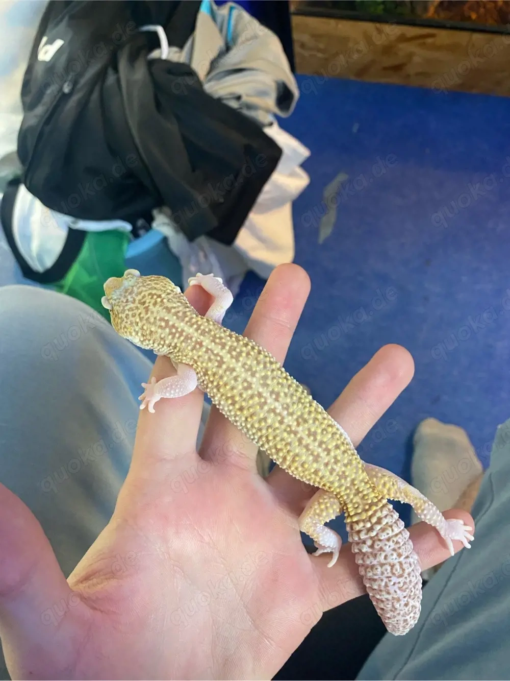 Leopardgecko Raptor Tremper Albino Dame zum tausch oder zum verkauf  
