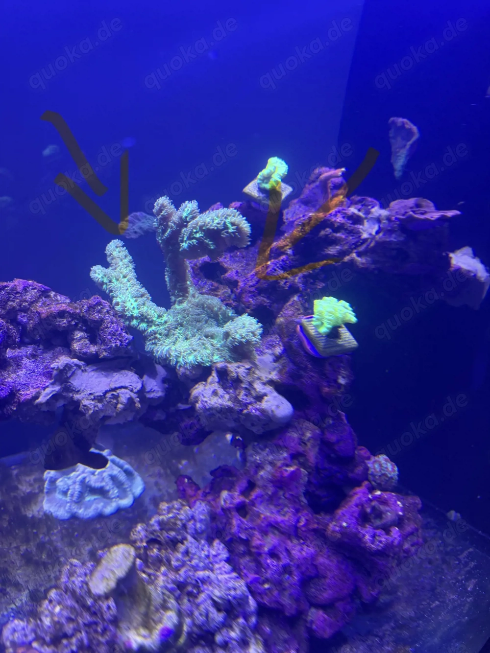 SPS Koralle abzugeben 