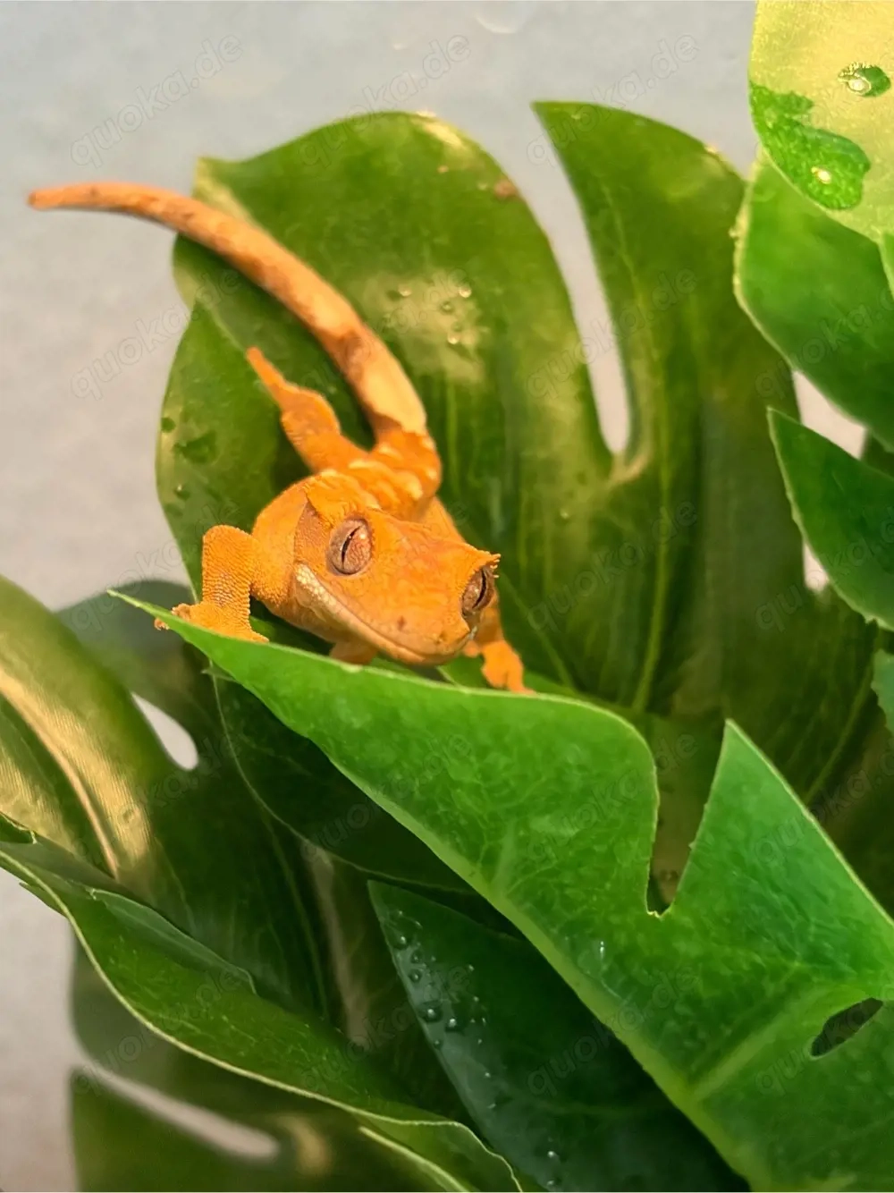 2 Krongeckojungtiere 