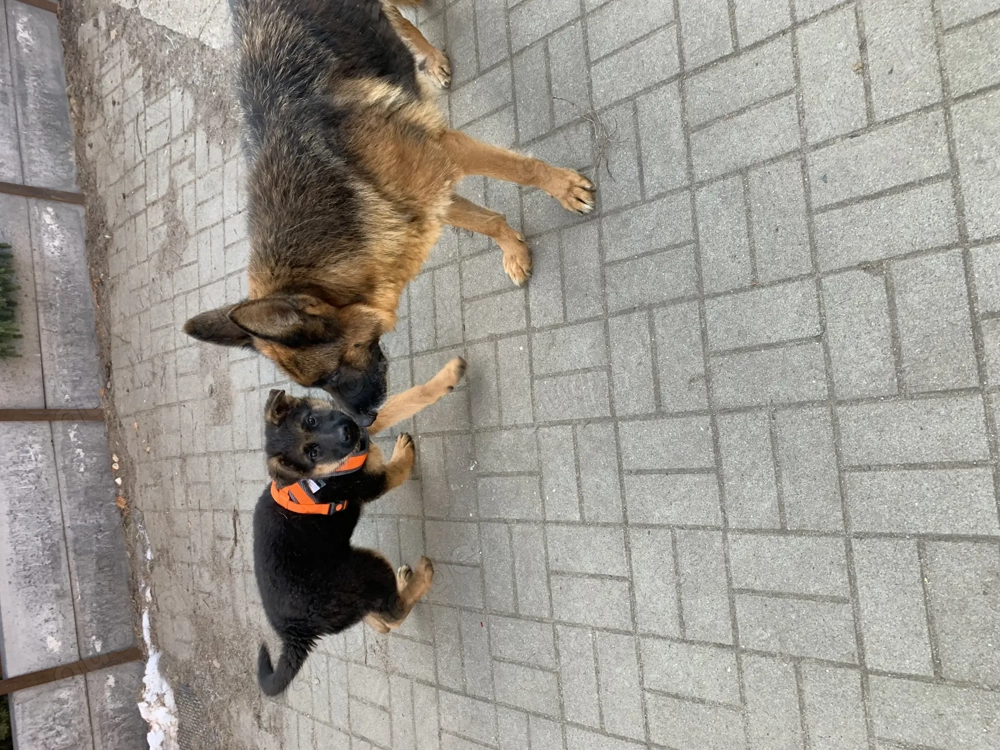 Schäferhundwelpen Zwinger vom Wolfsberg 