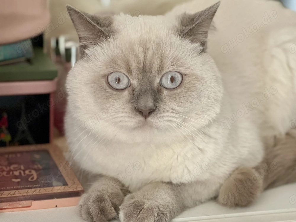 Britisch Kurzhaar Kater in Weiß
