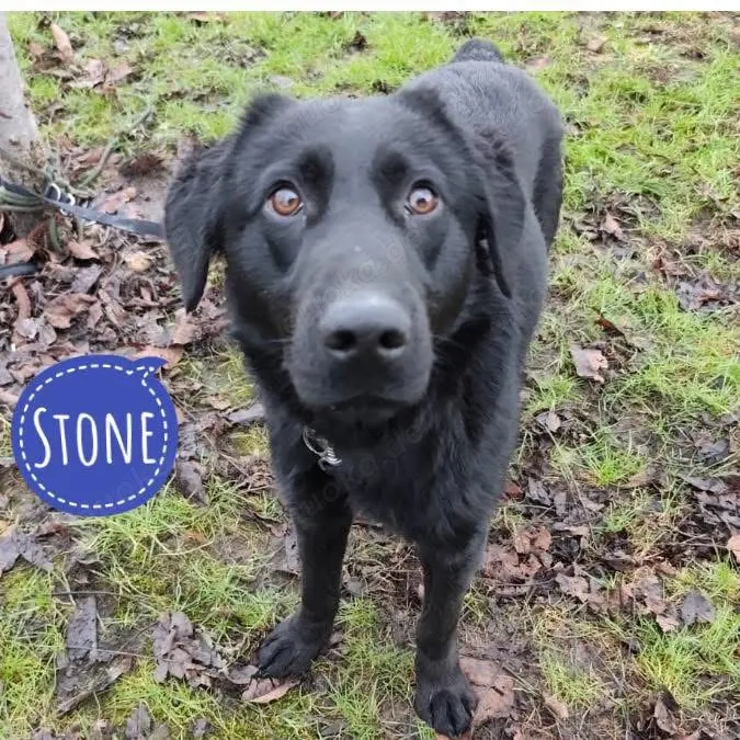 Stone, süßer und junger Labrador Mix