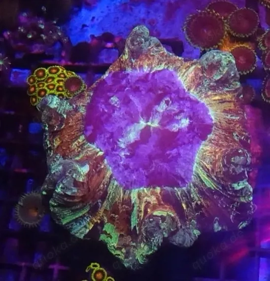 Trachyphyllia Mastergrade   extrem seltene Premium-Färbung