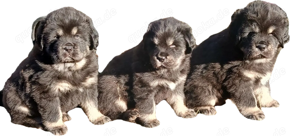 Do khyi Welpen aus VDH-Zucht 