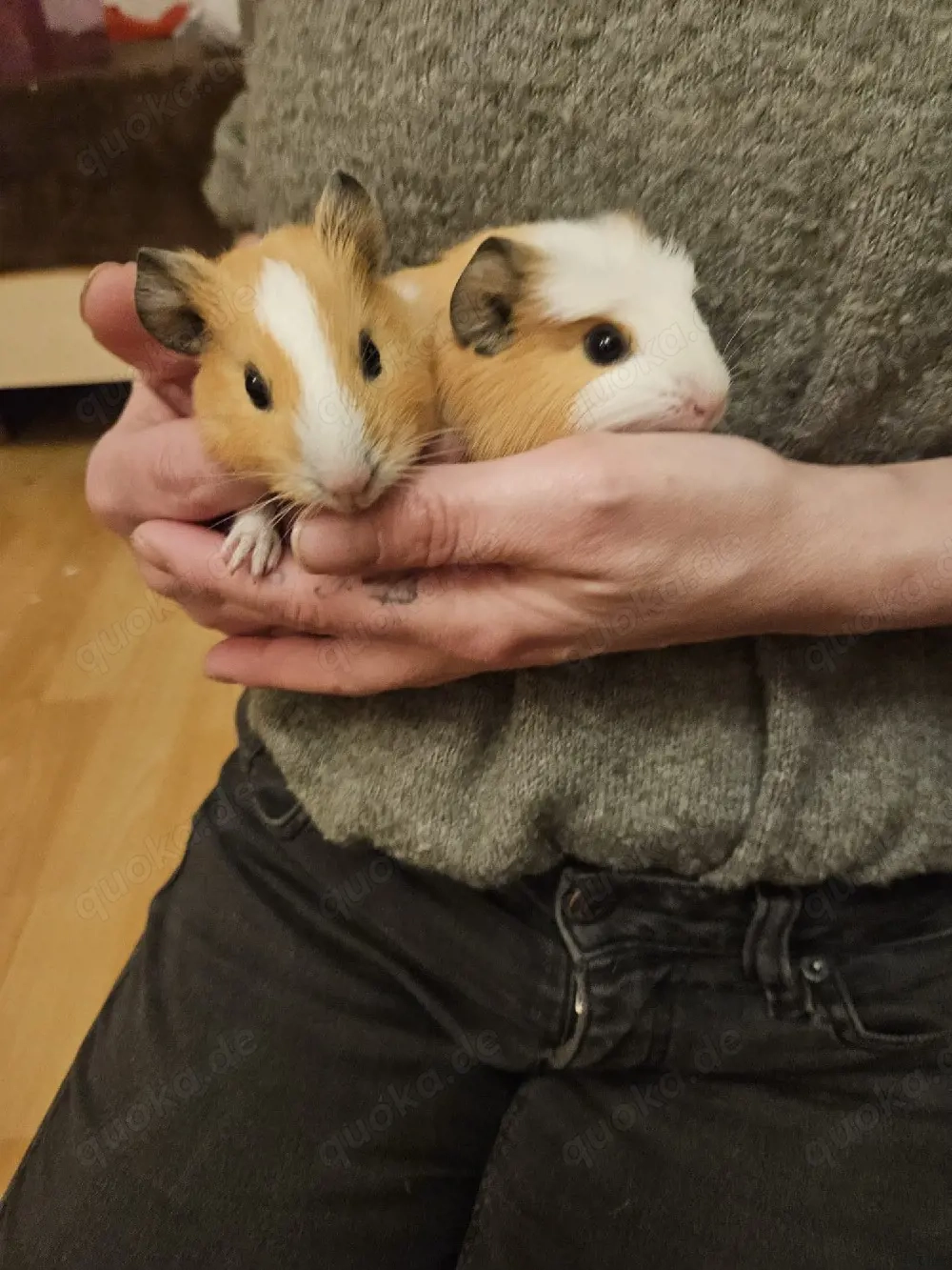 Meerschweinchen abzugeben 